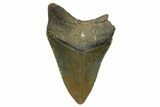 Bargain, Fossil Megalodon Tooth - Serrated Blade #296433-1